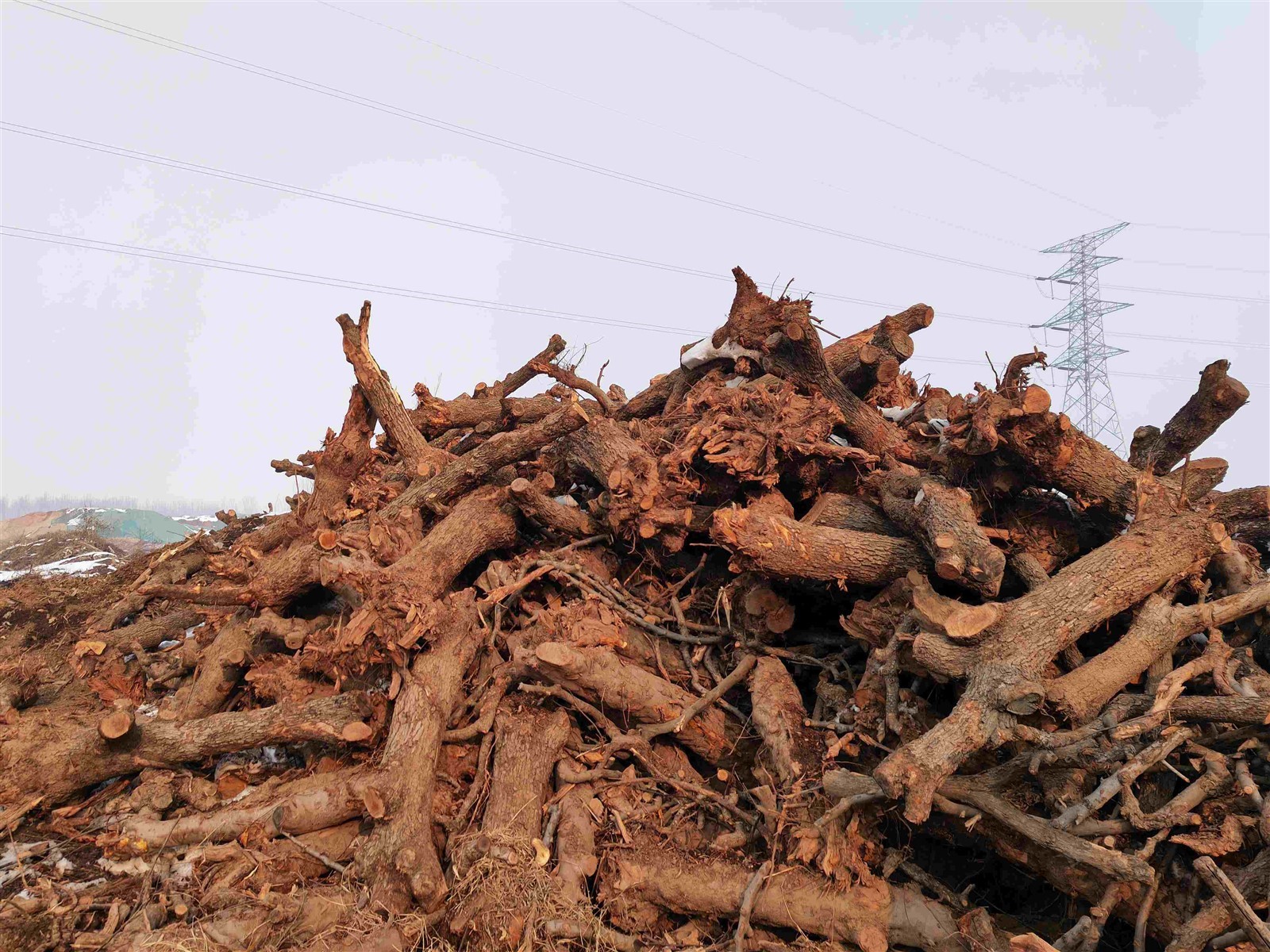 apple wood apple wood